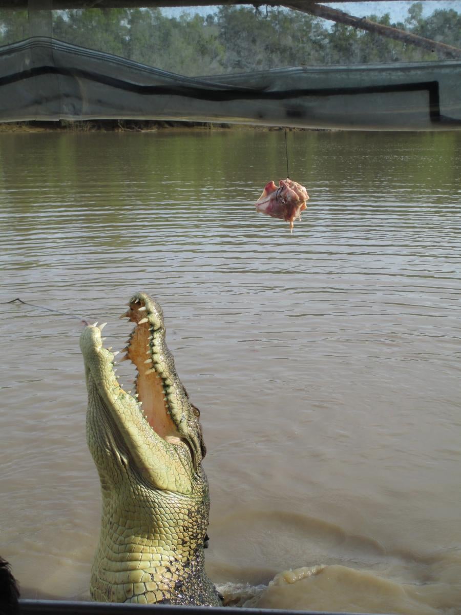 Jumping croc on the Adelaide River, Australia